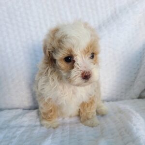Maltipoo near me