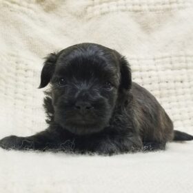 Maltipoo dogs for sale