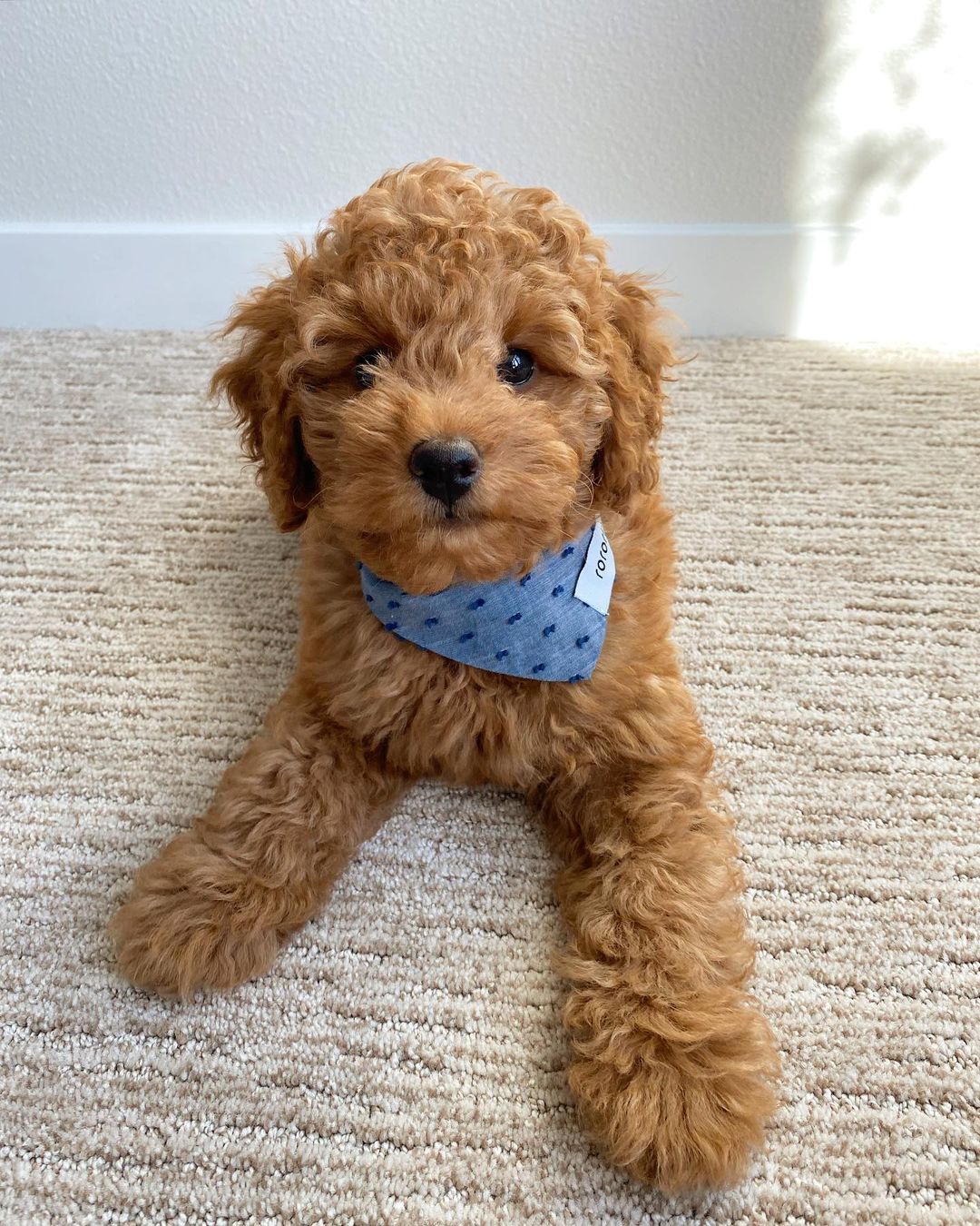 goldendoodles for adoption