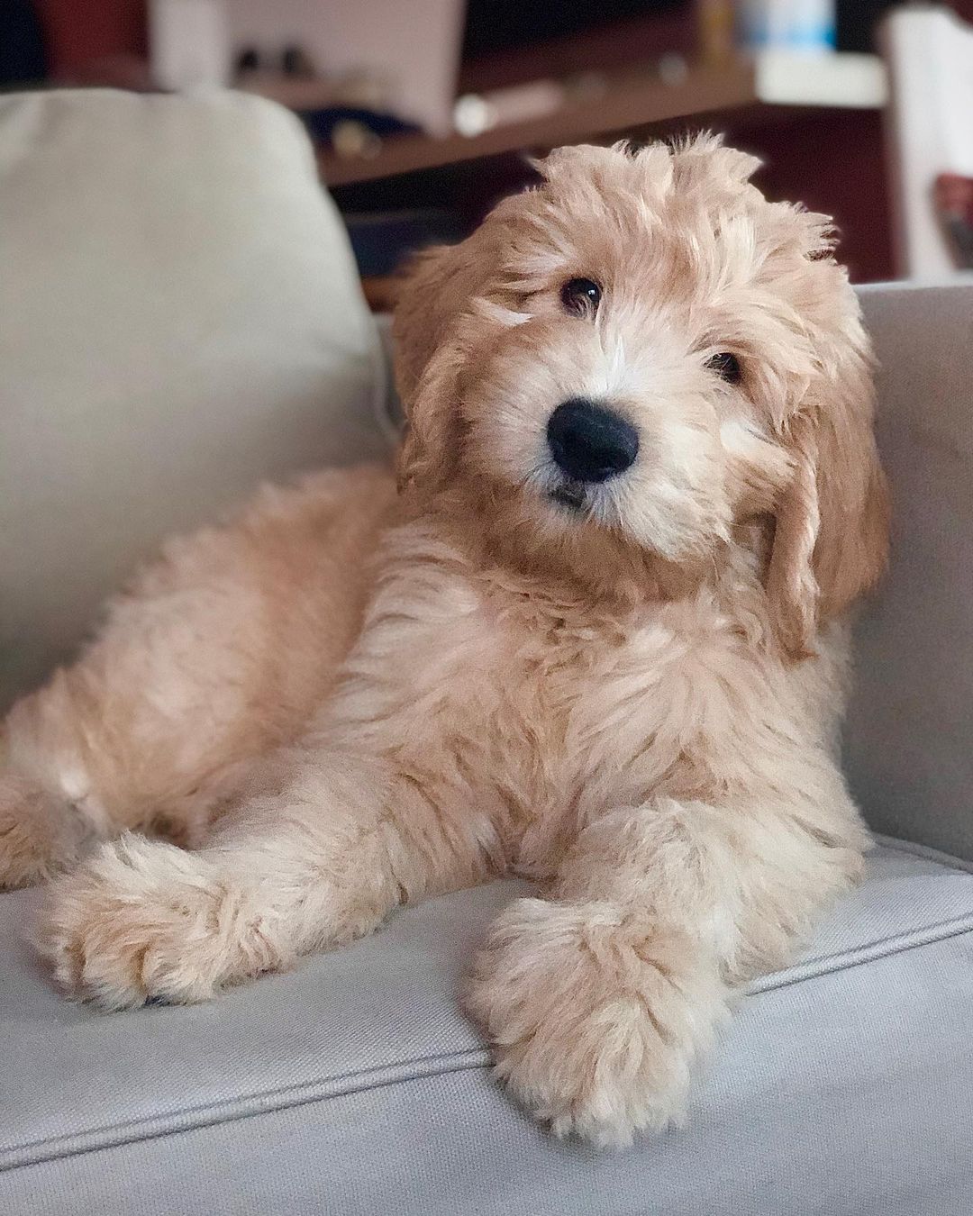 australian goldendoodle