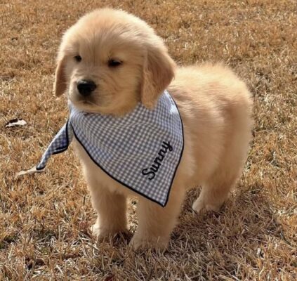 best dogs for first time owners